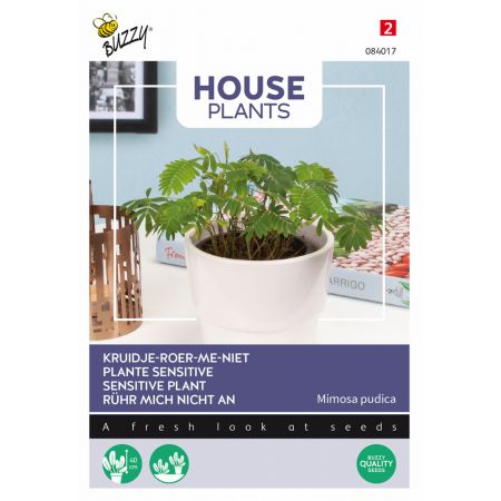 Buzzy® House Plants Mimosa pudica, Kruidje roer me niet - afbeelding 1