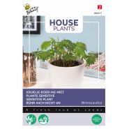 Buzzy® House Plants Mimosa pudica, Kruidje roer me niet - afbeelding 1