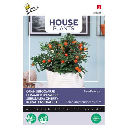 Buzzy® House Plants Solanum, Oranjeboompje Jubilee - afbeelding 1