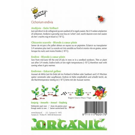 Buzzy® Organic Andijvie Gele Volhart  (BIO) - afbeelding 2