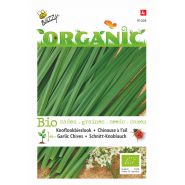 Buzzy® Organic Bieslook Knoflook (BIO) - afbeelding 1