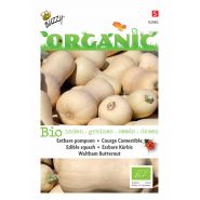 Buzzy® Organic Eetbare Pompoen Waltham Butternut  (BIO) - afbeelding 1