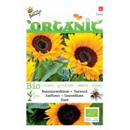 Buzzy® Organic Helianthus, Reuzenzonnebloem giganteus  (BIO) - afbeelding 1