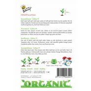 Buzzy® Organic Helianthus, Zonnebloem Zohar F1 (BIO) - afbeelding 2