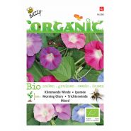 Buzzy® Organic Ipomoea, Klimmende Winde gemengd  (BIO) - afbeelding 1