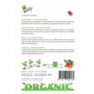 Buzzy® Organic Krulandijvie Grosse Pancalière  (BIO) - afbeelding 2