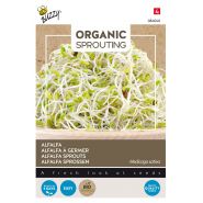 Buzzy® Organic Sprouting Alfalfa (BIO) - afbeelding 1