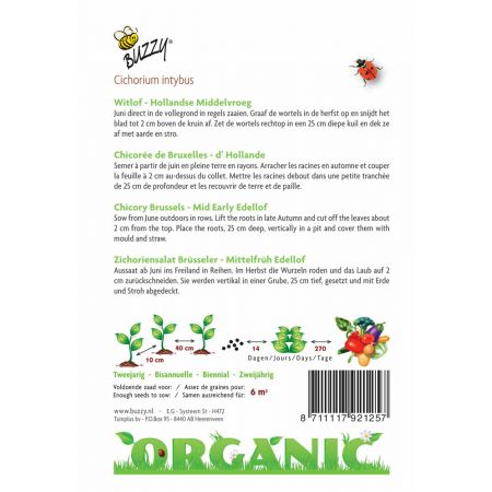 Buzzy® Organic Witlof Hollandse Middelvroeg  (BIO) - afbeelding 2