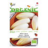 Buzzy® Organic Witlof Hollandse Middelvroeg  (BIO) - afbeelding 1