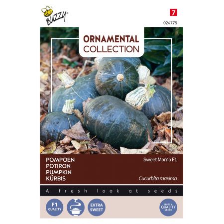 Buzzy® Ornamental, Pompoen Sweet Mama F1 - afbeelding 1