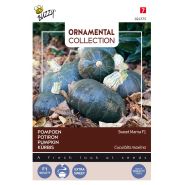 Buzzy® Ornamental, Pompoen Sweet Mama F1 - afbeelding 1