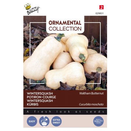 Buzzy® Ornamental Wintersquash Waltham Butternut - afbeelding 1