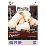 Buzzy® Ornamental Wintersquash Waltham Butternut - afbeelding 1