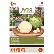 Buzzy® Patio Vegetables, Bloemkool Amazing - afbeelding 1