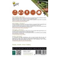 Buzzy® Patio Vegetables, Courgette Patio Star F1 - afbeelding 2