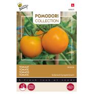 Buzzy® Pomodori, Tomaat Arancia - afbeelding 1