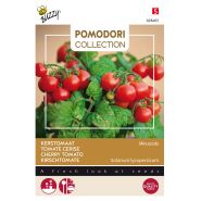 Buzzy® Pomodori, Tomaat Minuscolo - afbeelding 1