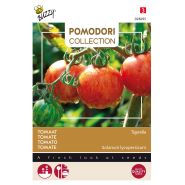 Buzzy® Pomodori, Tomaat Tigerella - afbeelding 1