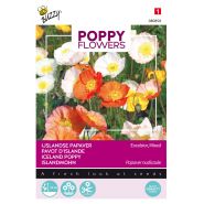 Buzzy® Poppy Flowers, IJslandse papaver - afbeelding 1