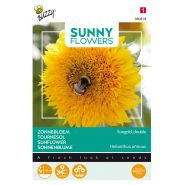 Buzzy® Sunny Flowers, lage Zonnebloem Sungold dubbelbloemig - afbeelding 1