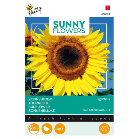 Buzzy® Sunny Flowers, Reuzenzonnebloem Giganteus - afbeelding 1