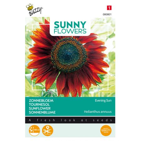 Buzzy® Sunny Flowers, Zonnebloem Avondzon - afbeelding 1