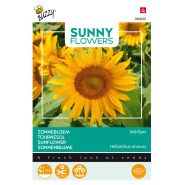 Buzzy® Sunny Flowers, Zonnebloem Irish Eyes - afbeelding 1