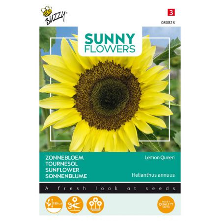 Buzzy® Sunny Flowers, Zonnebloem Lemon Queen - afbeelding 1