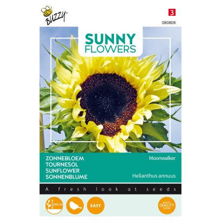 Buzzy® Sunny Flowers, Zonnebloem Moonwalker - afbeelding 1