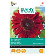 Buzzy® Sunny Flowers, Zonnebloem Moulin Rouge - afbeelding 1