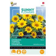 Buzzy® Sunny Flowers, Zonnebloem Pacino Gold - afbeelding 1