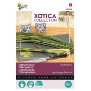 Buzzy® Xotica Citroengras, Sereh - afbeelding 1