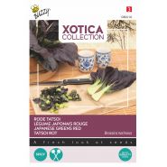 Buzzy® Xotica Rode Tatsoi - afbeelding 1