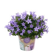 Campanula Addenda