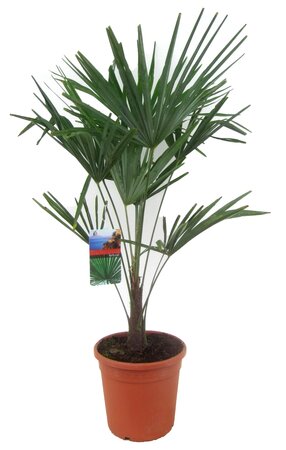 Chinese waaierpalm