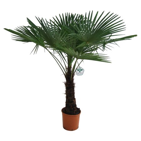 Chinese waaierpalm