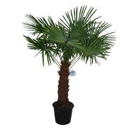 Chinese waaierpalm