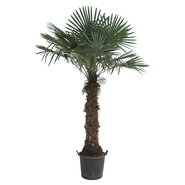 Chinese waaierpalm