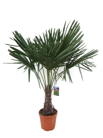 Chinese waaierpalm