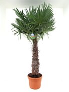 Chinese waaierpalm