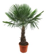 Chinese waaierpalm