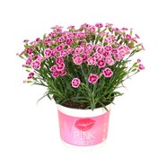 Dianthus Pink Kisses