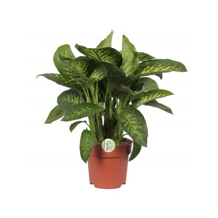 Dieffenbachia Reeva