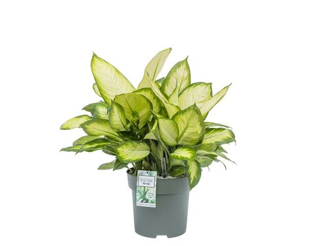 Dieffenbachia Tropic Marianne