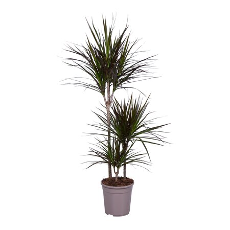 Dracaena Marginata