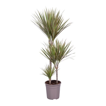 Dracaena Marginata Bicolor