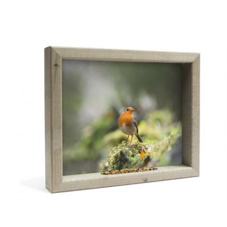 Feedy Roodborst op de grond 41x34 (M)