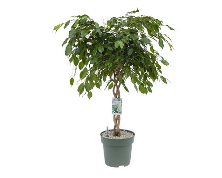 Ficus Adora