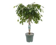 Ficus Adora