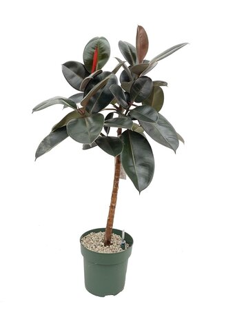 Ficus Dohrity